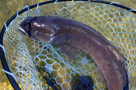 サクラマスを釣りに行ったんだが ～平谷湖フィッシングスポット～